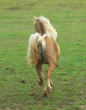 Abby Rae jument chocolat Rocky Mountain Horse